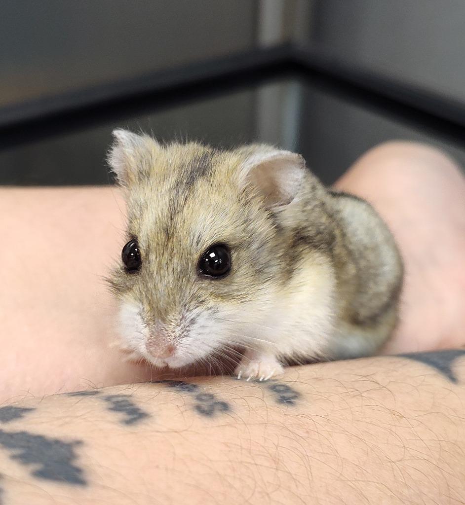 Enlarge Acorn, a Adoptable Hamster in Grand Forks, ND image 1/1
