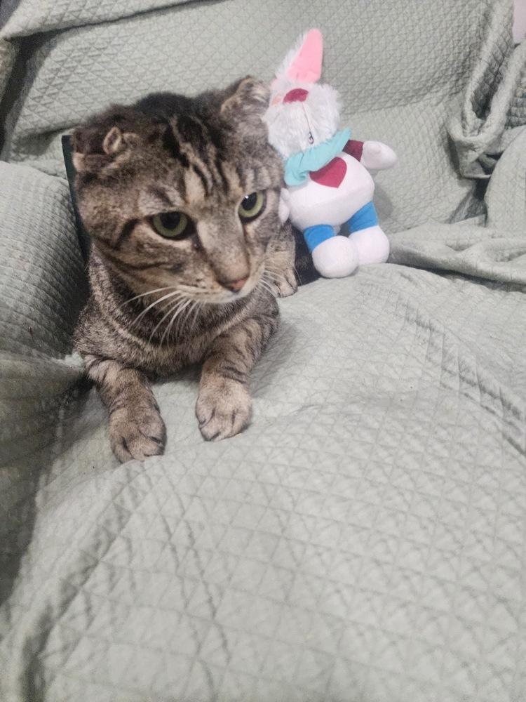 Enlarge Chubby, a Adoptable Domestic Short Hair in Hudson, NH image 1/4