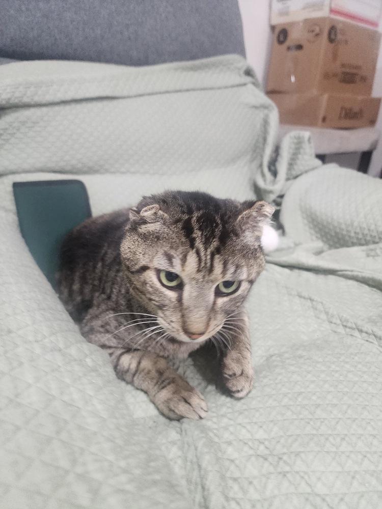 Enlarge Chubby, a Adoptable Domestic Short Hair in Hudson, NH image 2/4