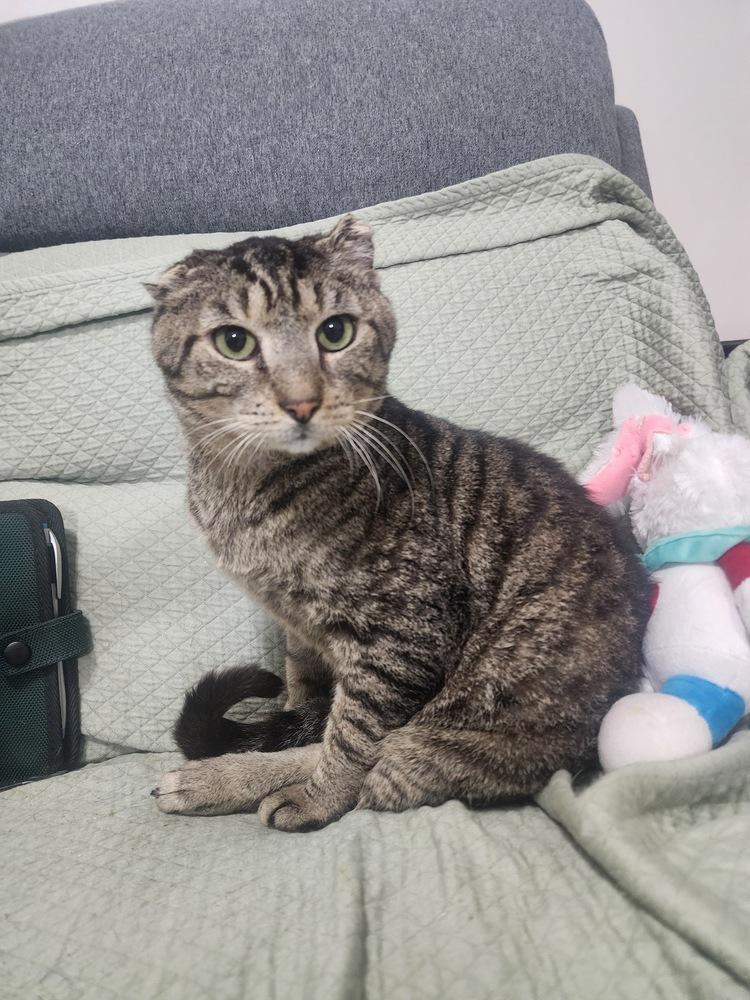 Enlarge Chubby, a Adoptable Domestic Short Hair in Hudson, NH image 3/4