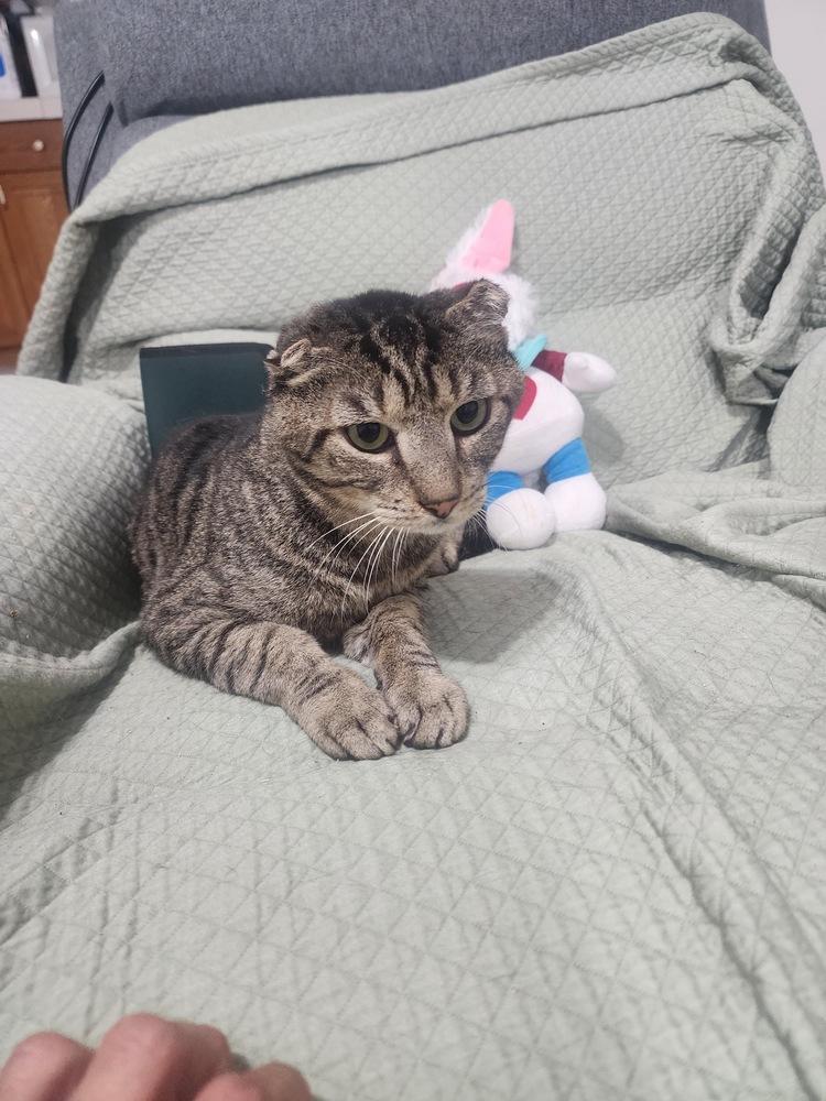 Enlarge Chubby, a Adoptable Domestic Short Hair in Hudson, NH image 4/4