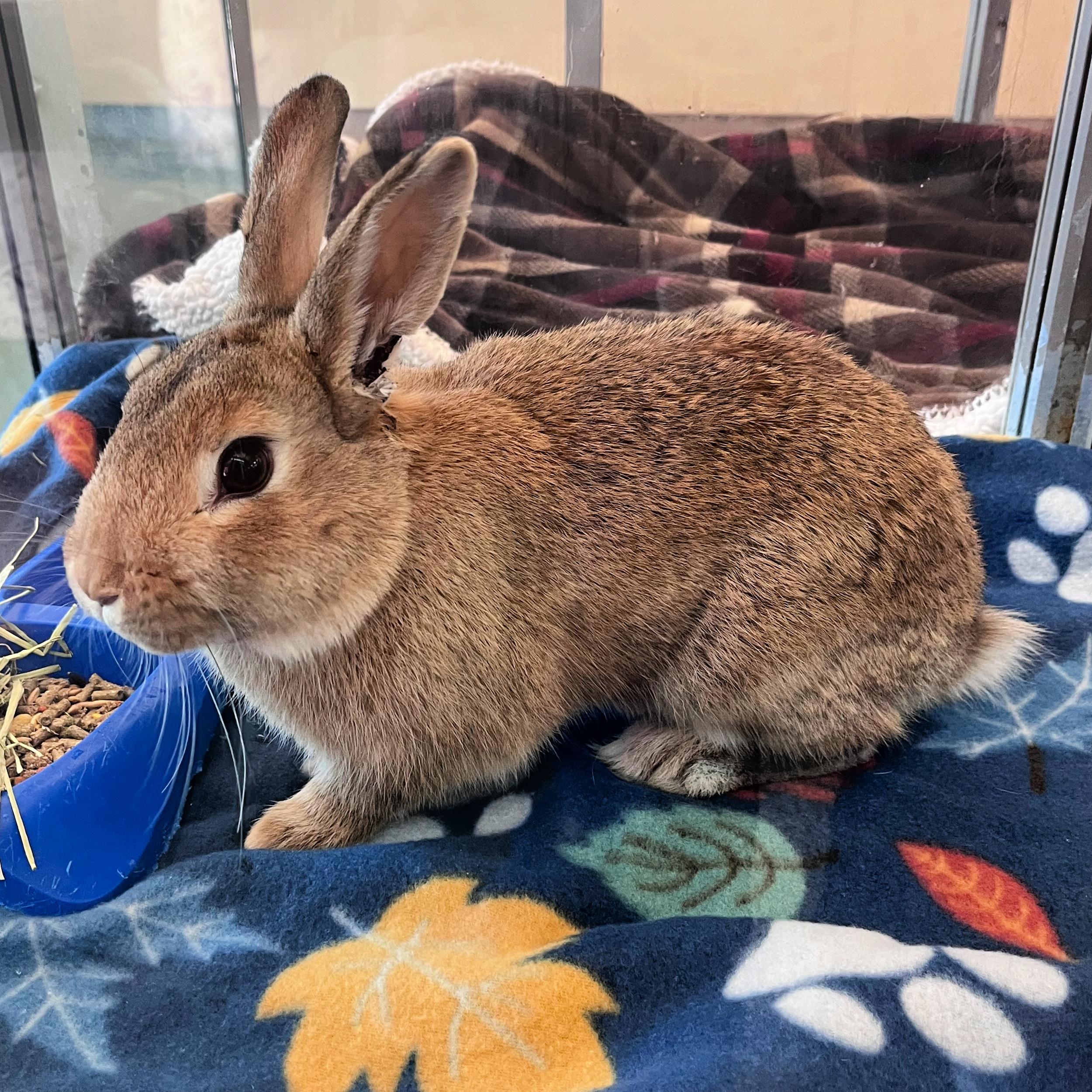 Nibbles, adopted, Adult Male Bunny Rabbit.