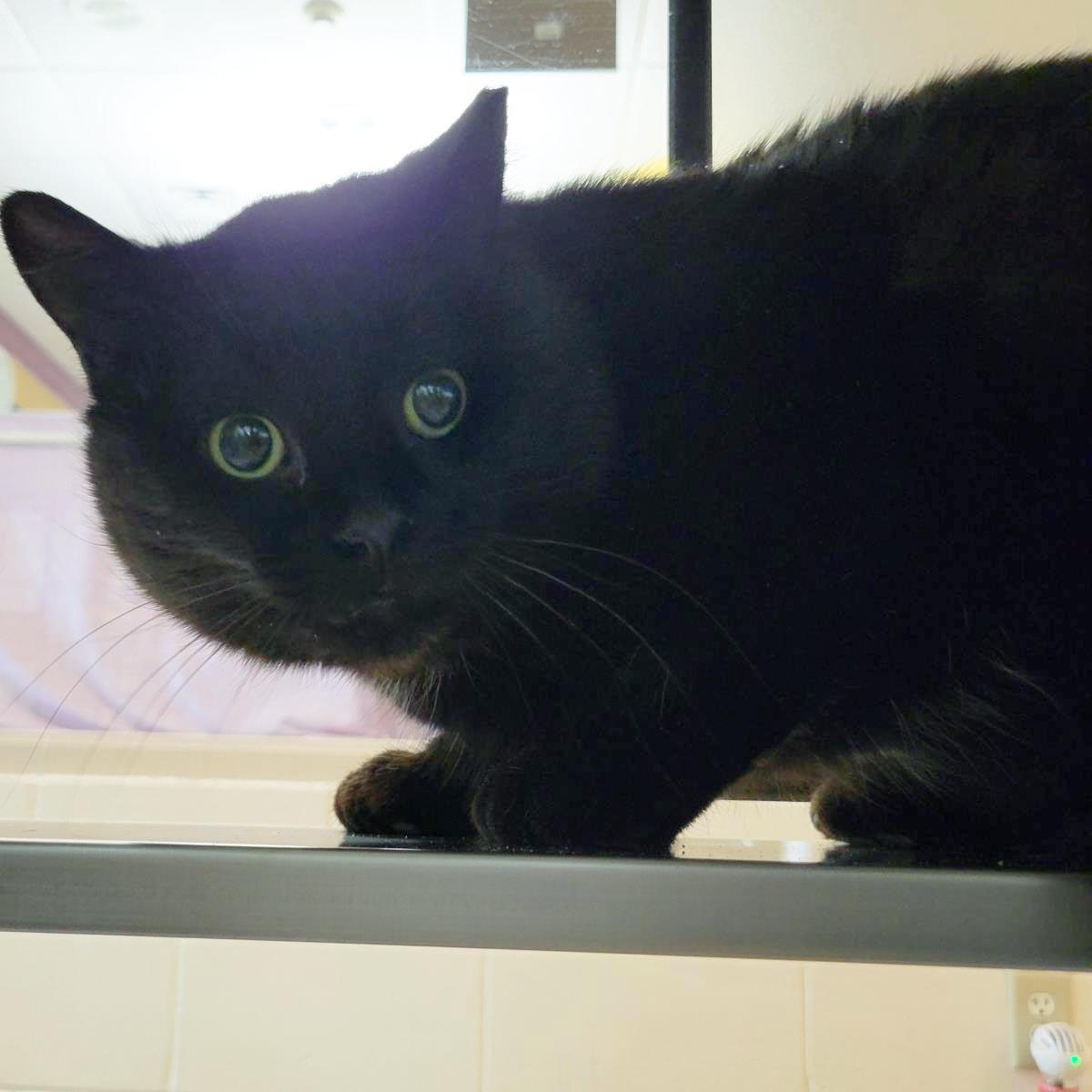 Enlarge Maple Syrup, a Adoptable Domestic Short Hair in Plover, WI image 1/3