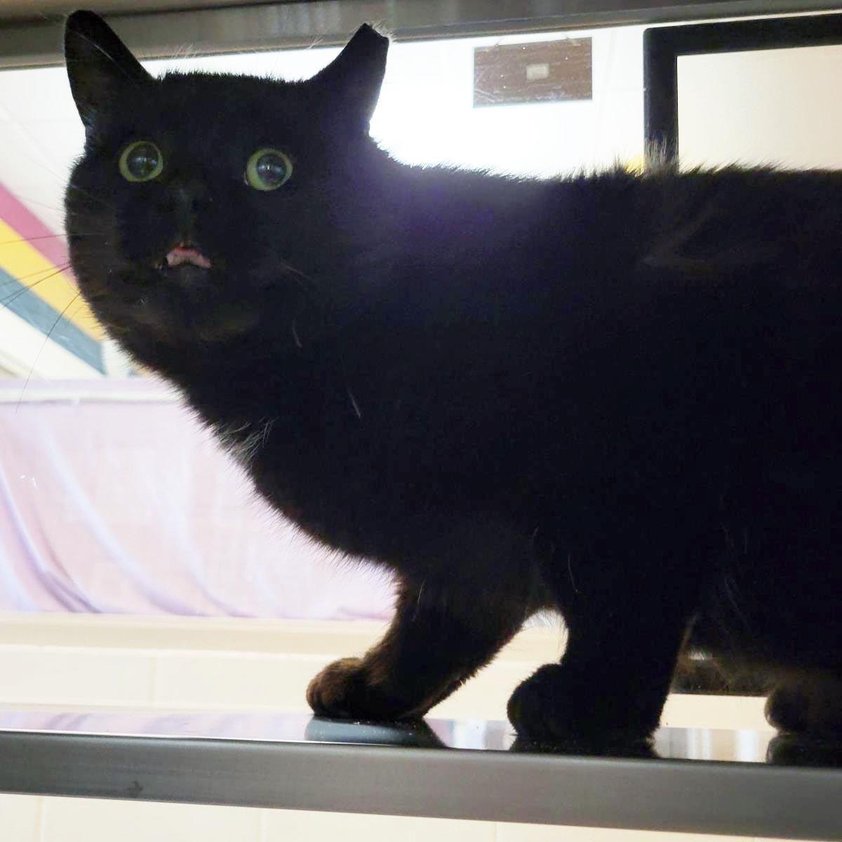 Enlarge Maple Syrup, a Adoptable Domestic Short Hair in Plover, WI image 2/3