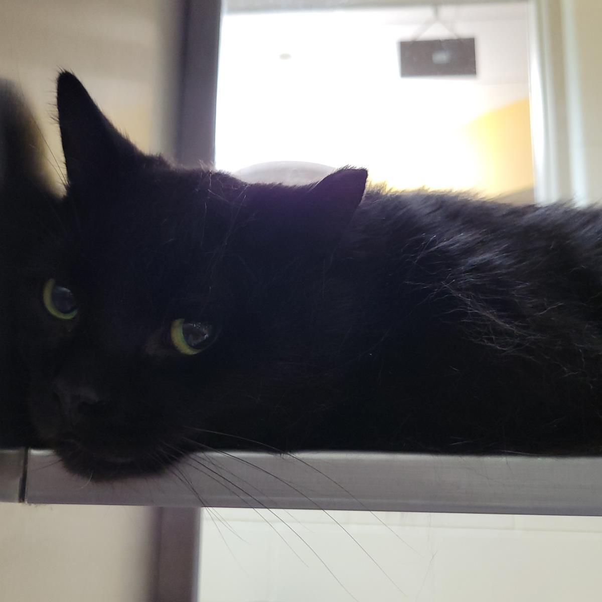Enlarge Maple Syrup, a Adoptable Domestic Short Hair in Plover, WI image 3/3