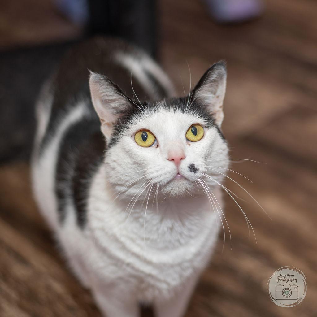 Enlarge Mona, a Adoptable Domestic Short Hair in Blairsville, PA image 1/1