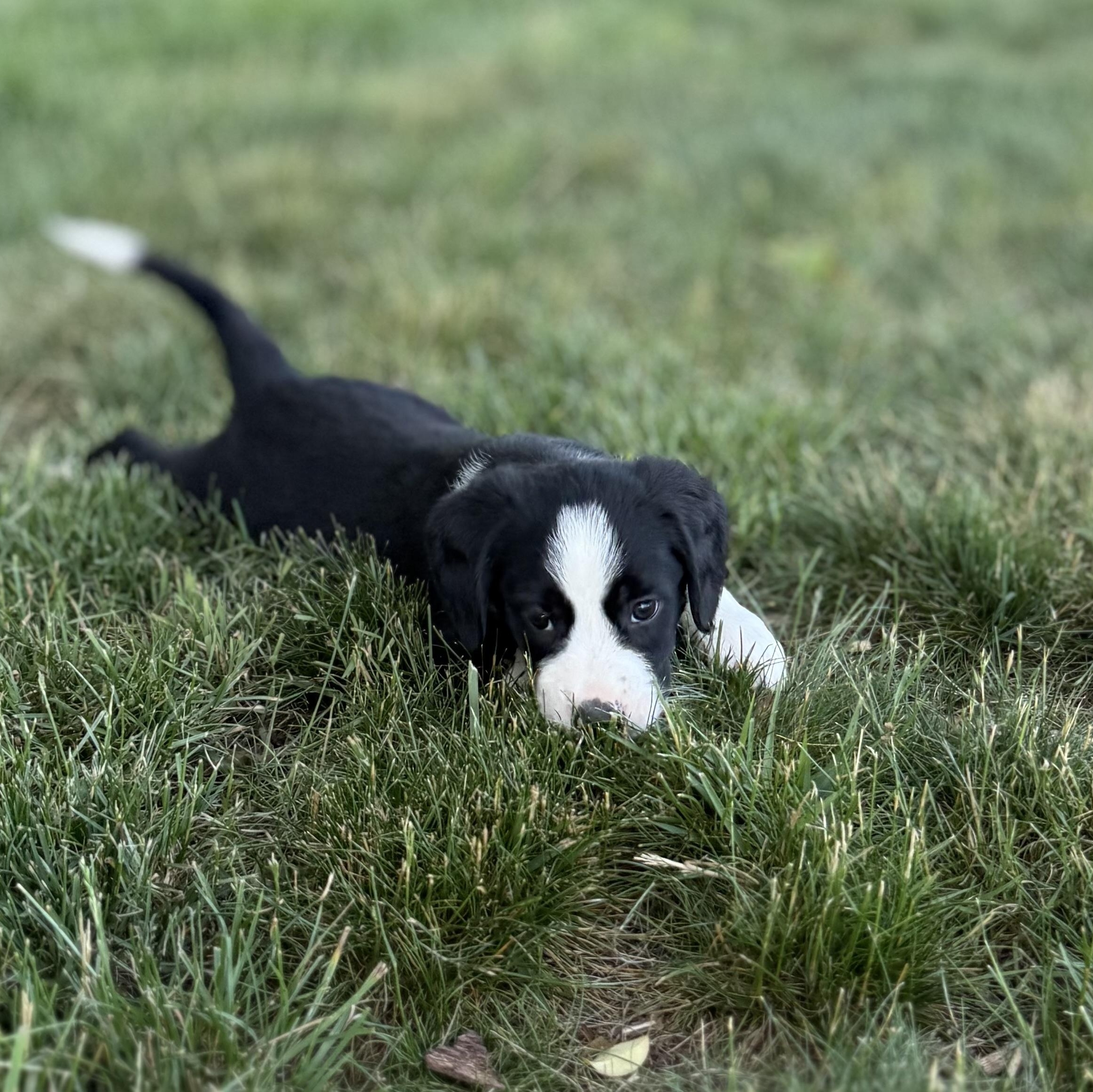 Enlarge Ross, an adopted Beagle in Yadkinville, NC image 3/4