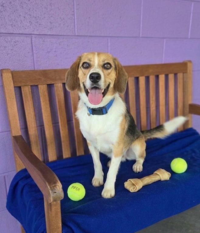 **LEO**, Adoptable, Young Male Beagle.