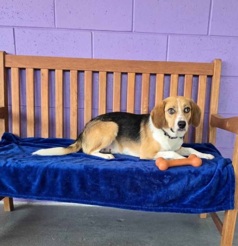 **LEO**, a Adoptable Beagle in North Prairie, WI image 2/3