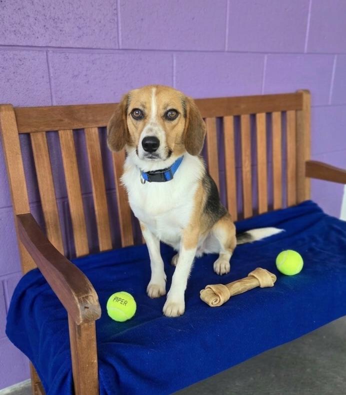 **LEO**, a Adoptable Beagle in North Prairie, WI image 3/3