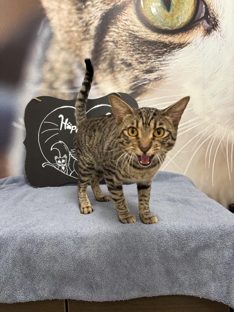 Ruddie, Adoptable, Young Male Domestic Short Hair.