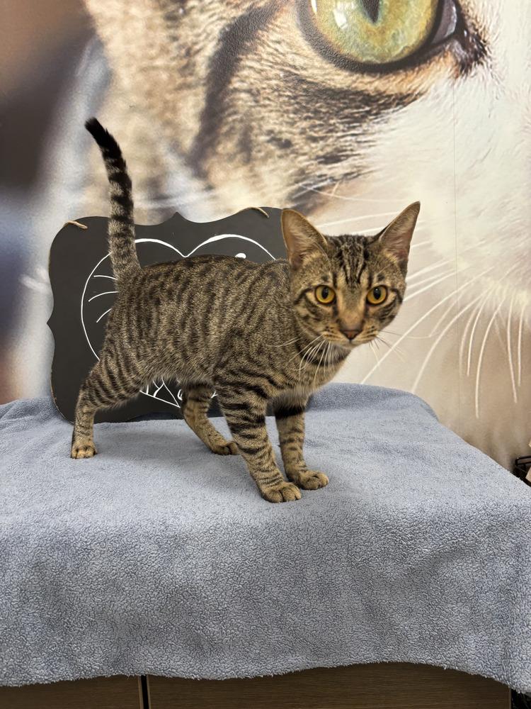 Enlarge Ruddie, a Adoptable Domestic Short Hair in Deland, FL image 2/6