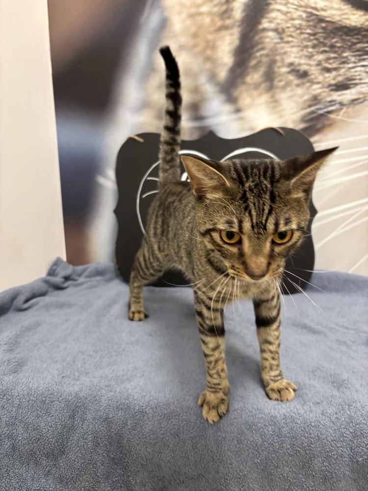 Enlarge Ruddie, a Adoptable Domestic Short Hair in Deland, FL image 3/6