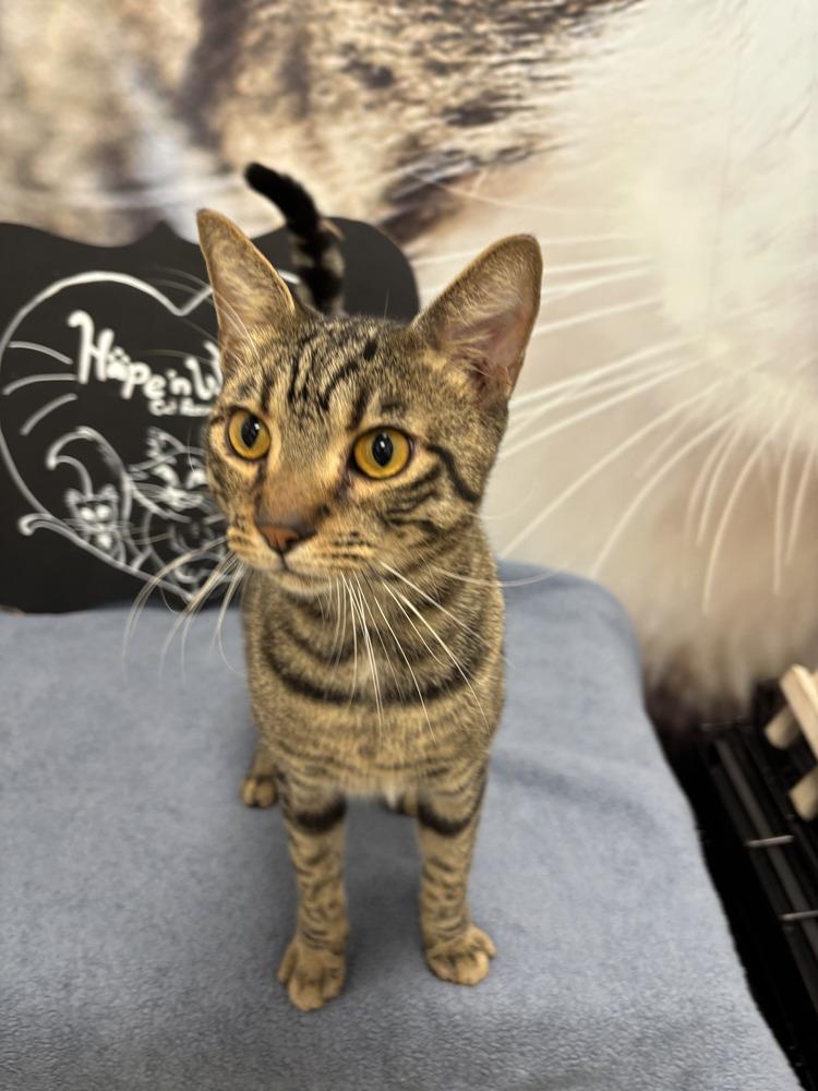 Enlarge Ruddie, a Adoptable Domestic Short Hair in Deland, FL image 4/6