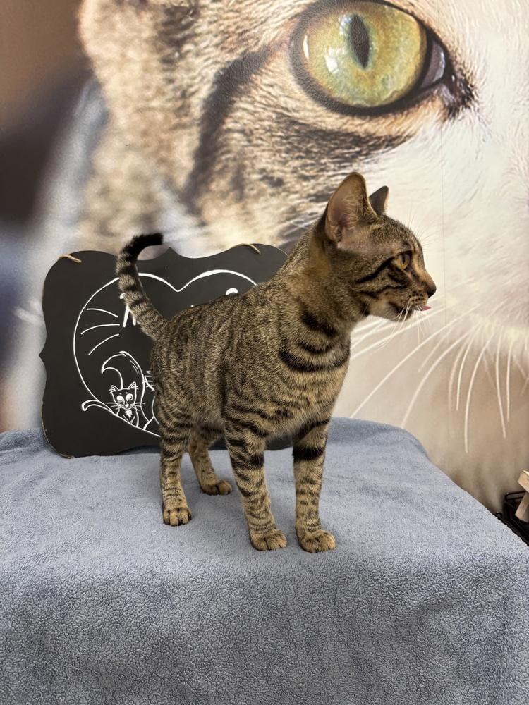 Enlarge Ruddie, a Adoptable Domestic Short Hair in Deland, FL image 5/6
