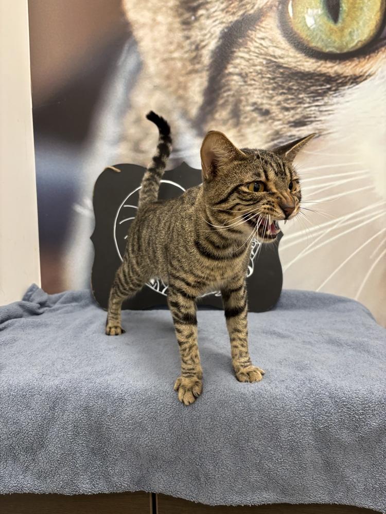 Enlarge Ruddie, a Adoptable Domestic Short Hair in Deland, FL image 6/6