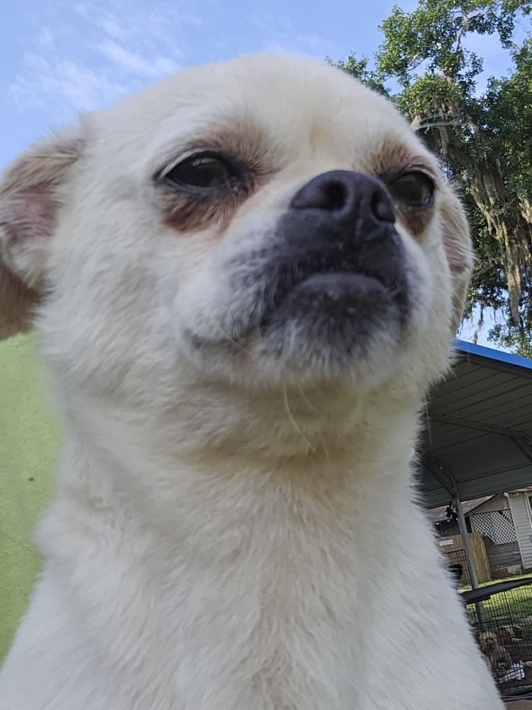 Gidget, Adoptable, Adult Female Pug & Chihuahua.