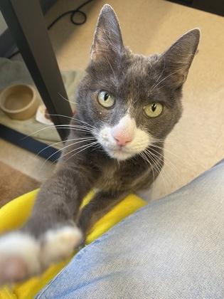 Zoey, Adoptable, Senior Female Domestic Short Hair & Domestic Short Hair.