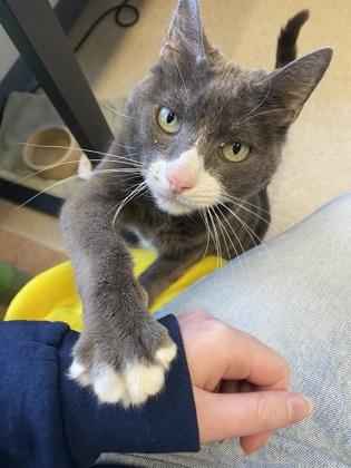 Enlarge Zoey, a Adoptable mixed breed in New Hope, PA image 2/3