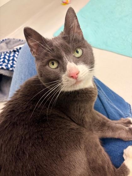 Enlarge Zoey, a Adoptable mixed breed in New Hope, PA image 3/3