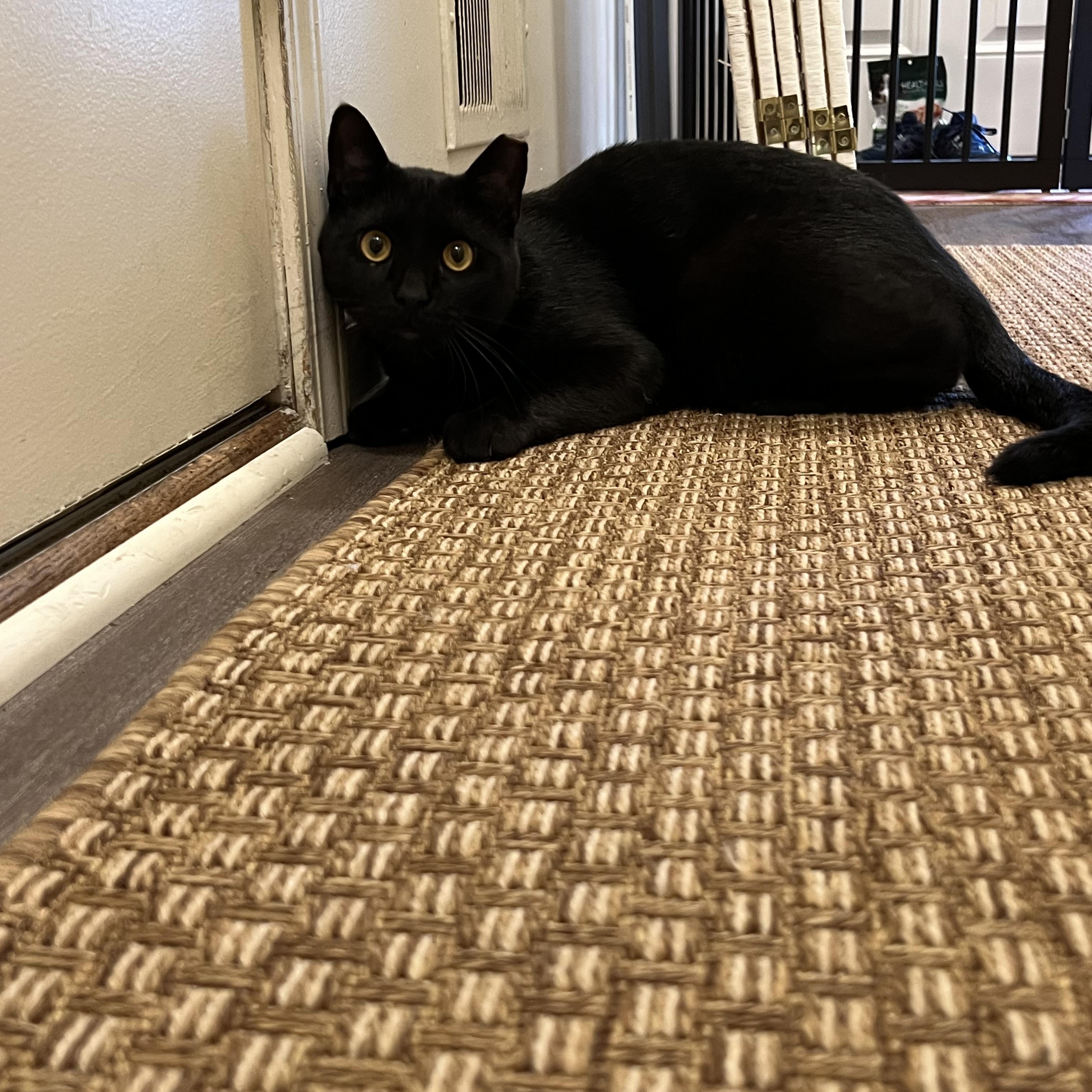 Enlarge Lance, a ADOPTABLE Domestic Short Hair in Honeoye, NY image 3/3