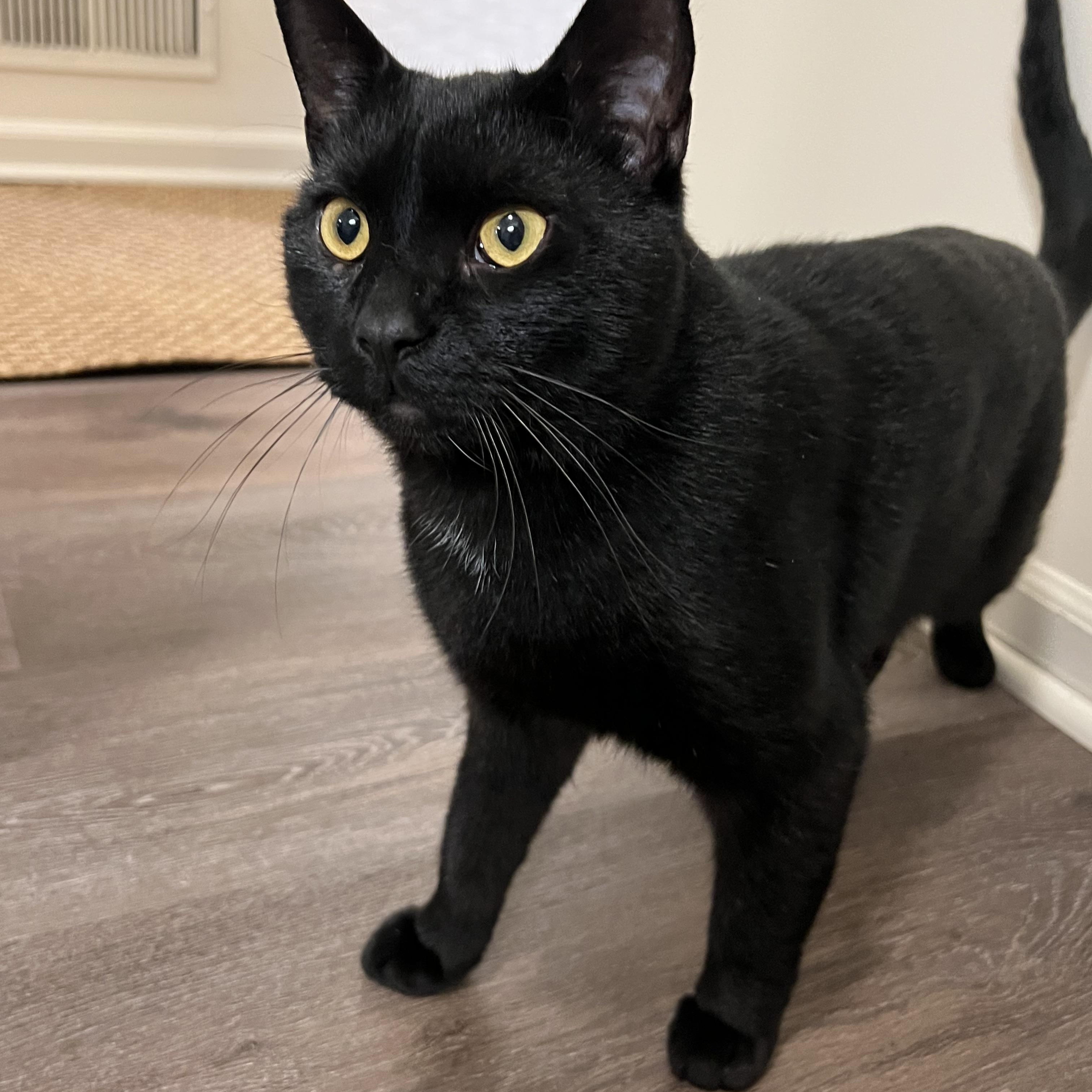 Enlarge Lance, a ADOPTABLE Domestic Short Hair in Honeoye, NY image 2/3