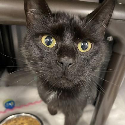 Relish, Adoptable, Adult Female Domestic Short Hair & Domestic Short Hair.