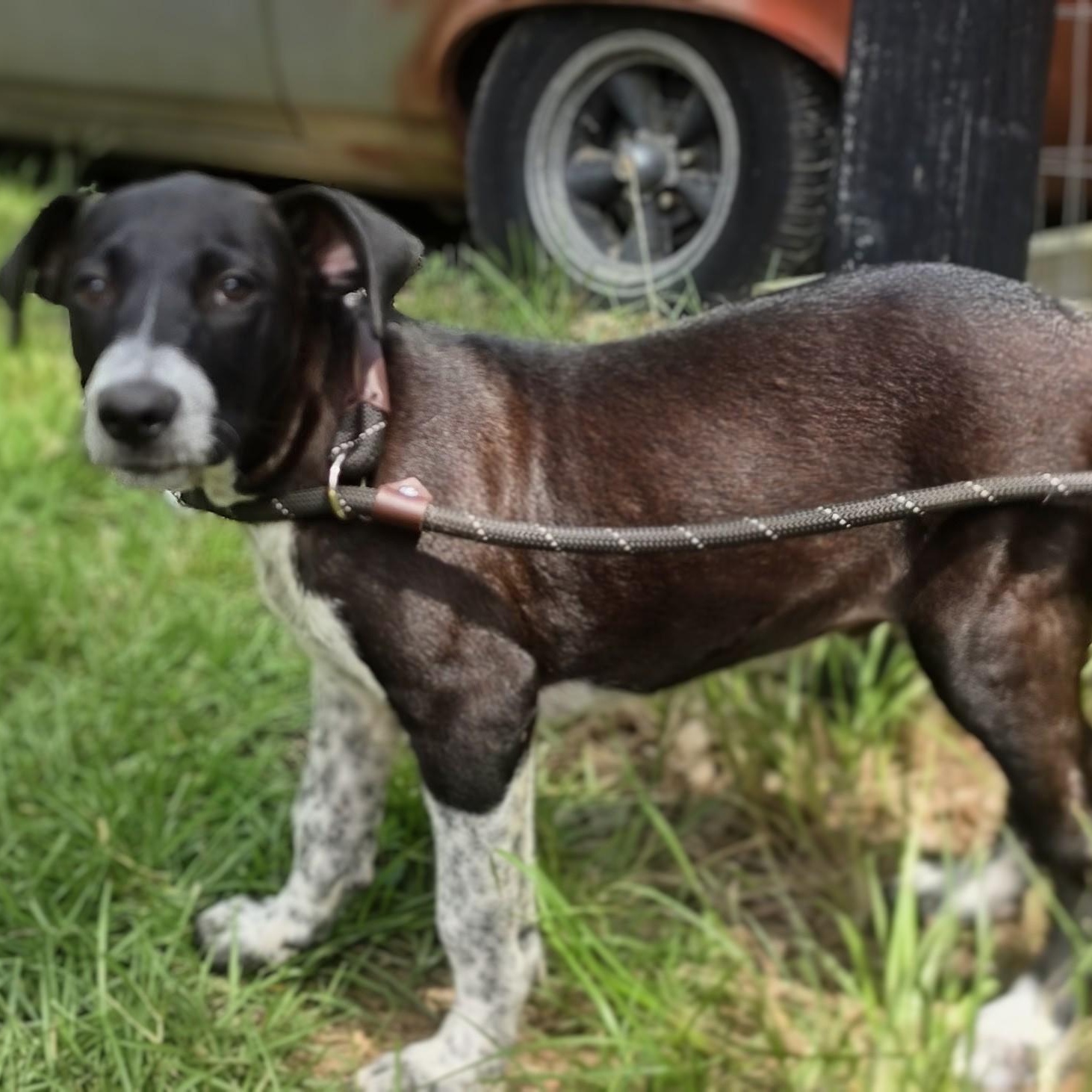 Enlarge Monty, a Adoptable Mixed Breed in Santa Fe, NM image 3/5