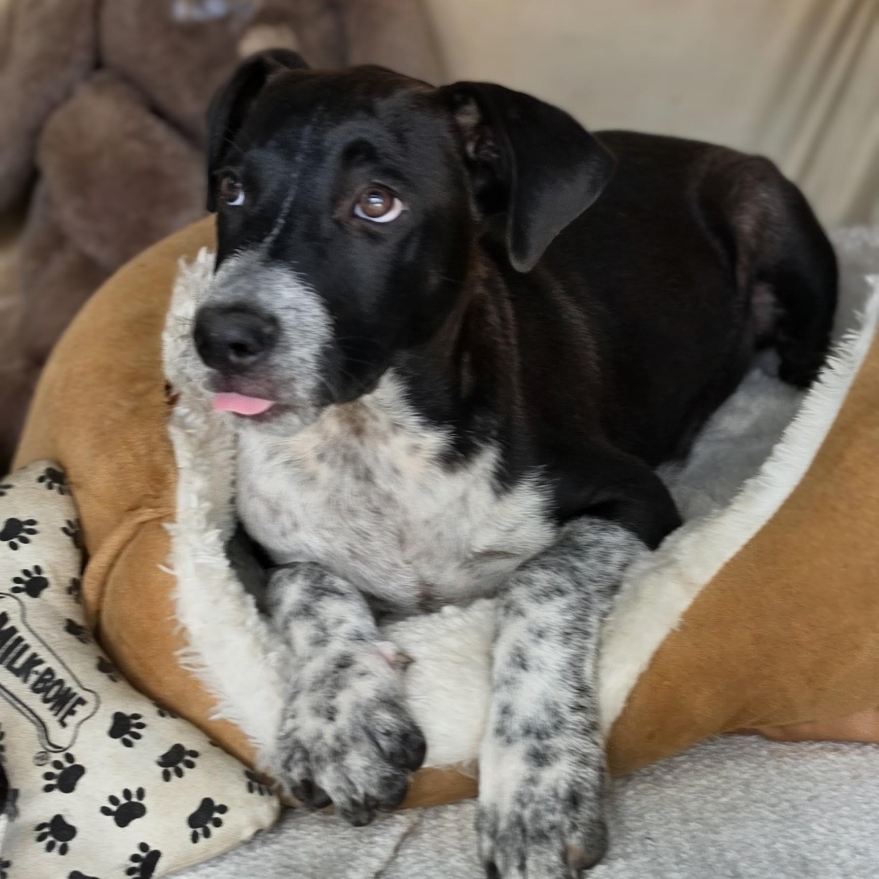 Enlarge Monty, a Adoptable Mixed Breed in Santa Fe, NM image 5/5