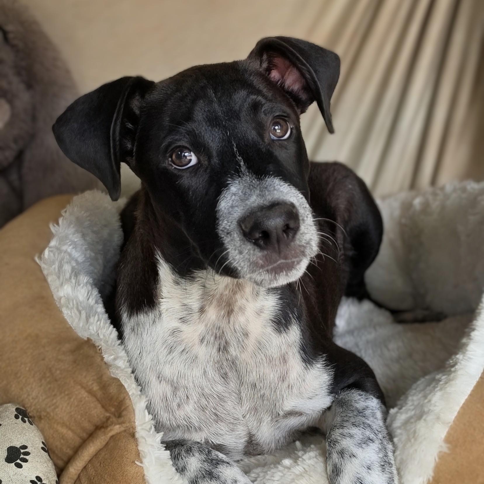 Enlarge Monty, a Adoptable Mixed Breed in Santa Fe, NM image 4/5
