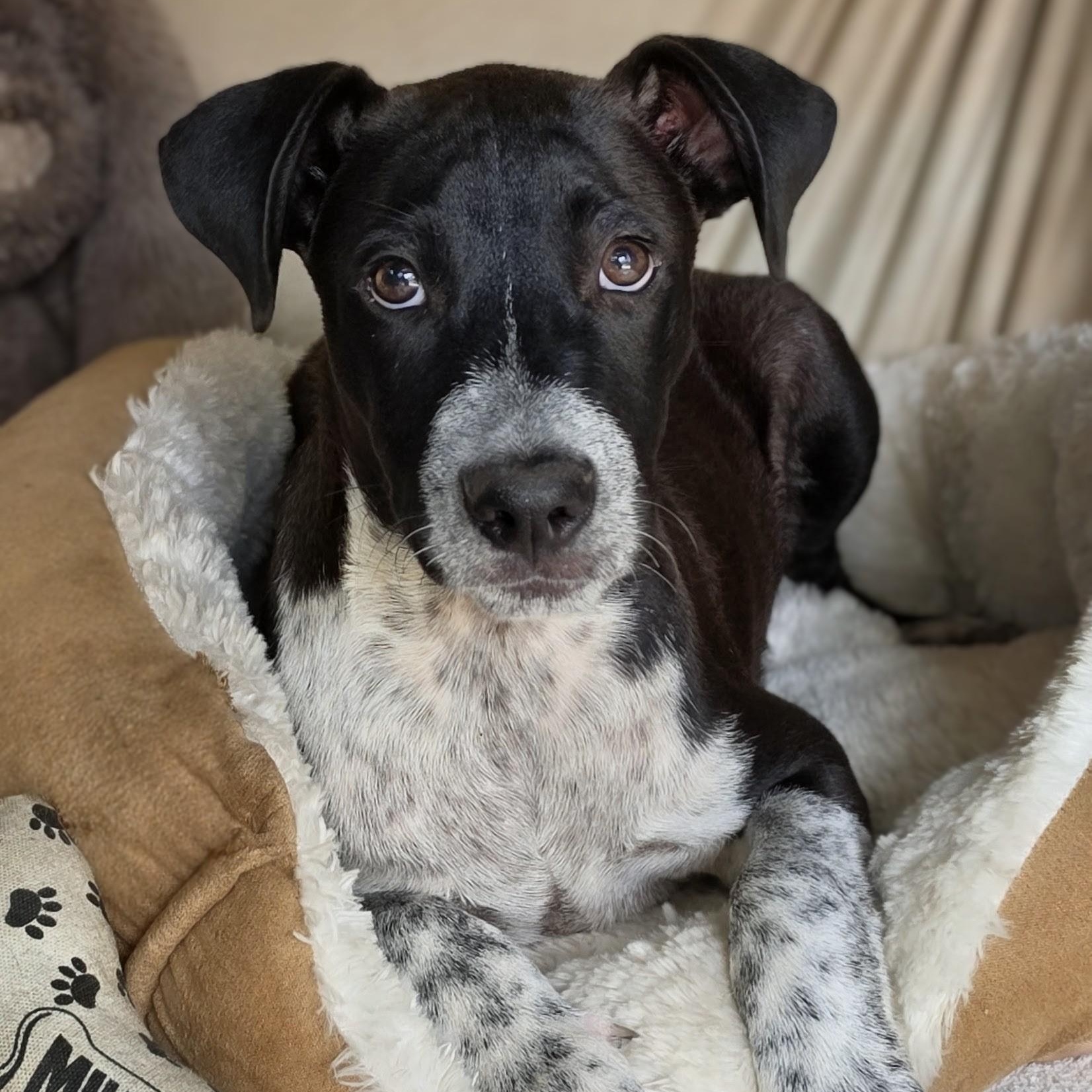 Enlarge Monty, a Adoptable Mixed Breed in Santa Fe, NM image 2/5