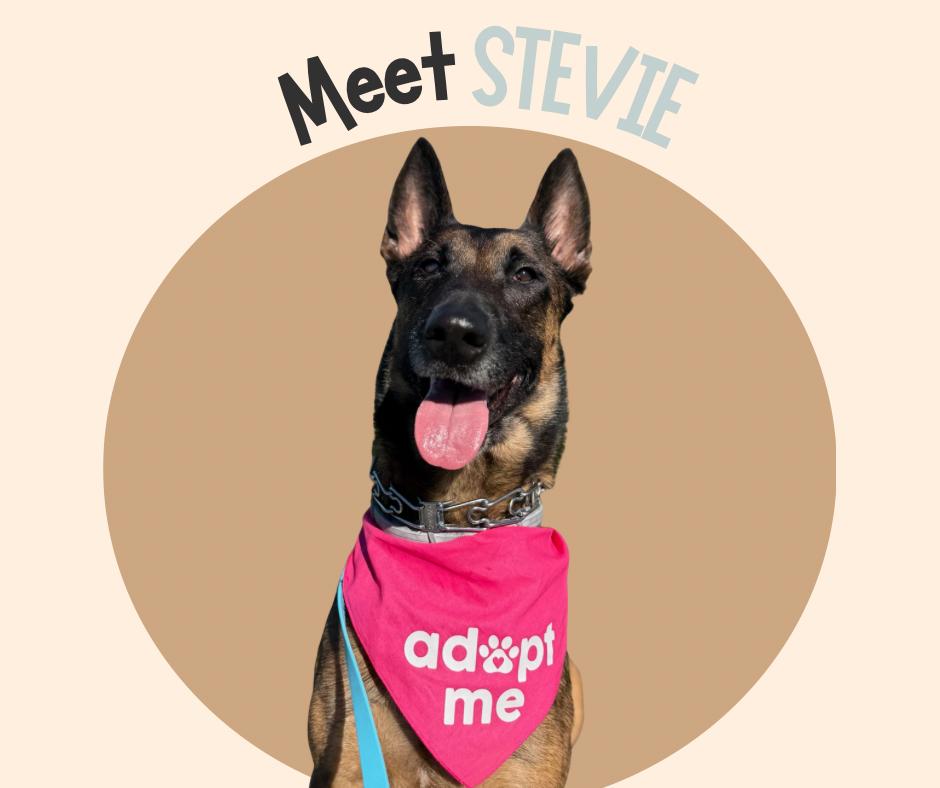 Enlarge Stevie, a Adoptable Belgian Shepherd / Malinois in Duxbury, MA image 1/3