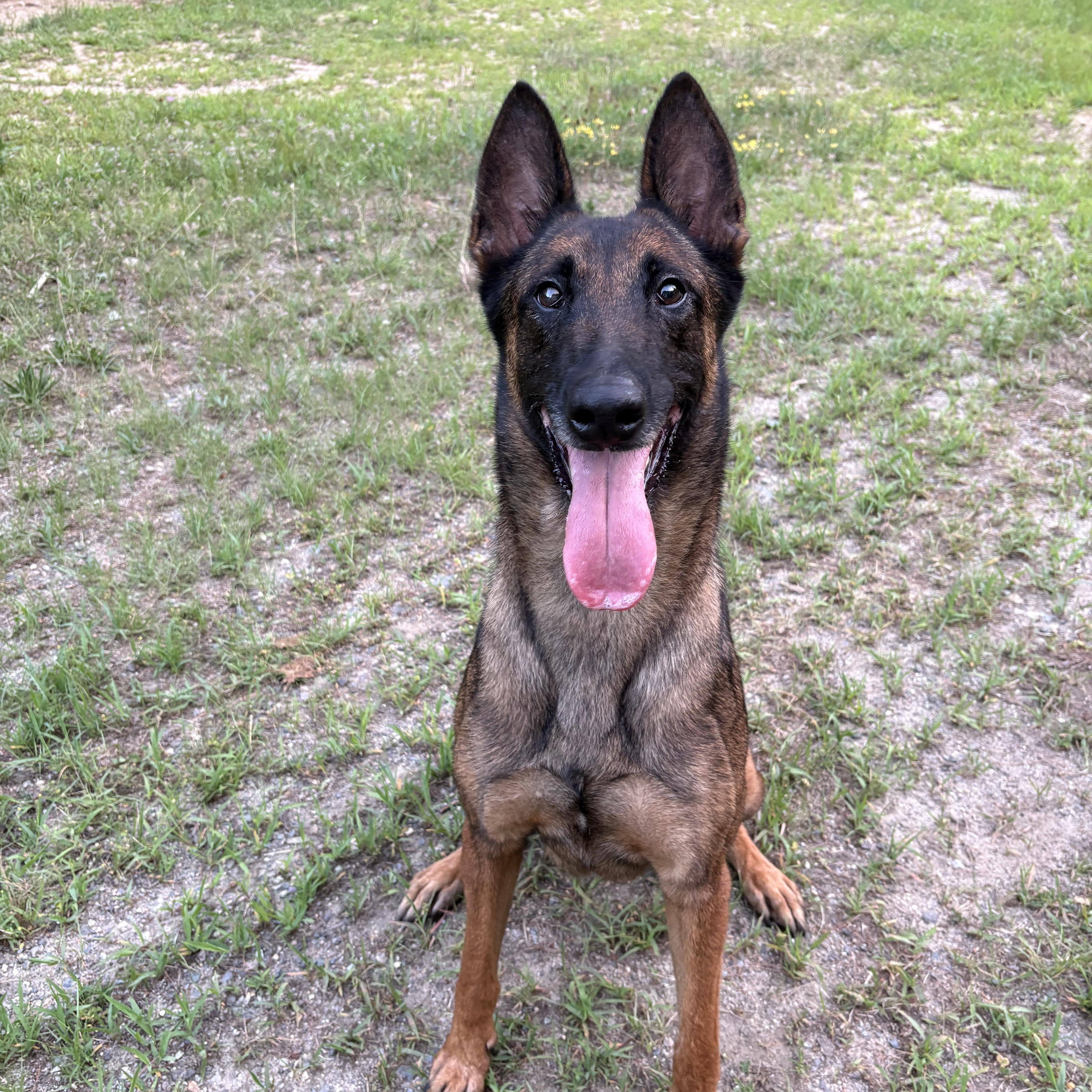 Enlarge Stevie, a Adoptable Belgian Shepherd / Malinois in Duxbury, MA image 3/3
