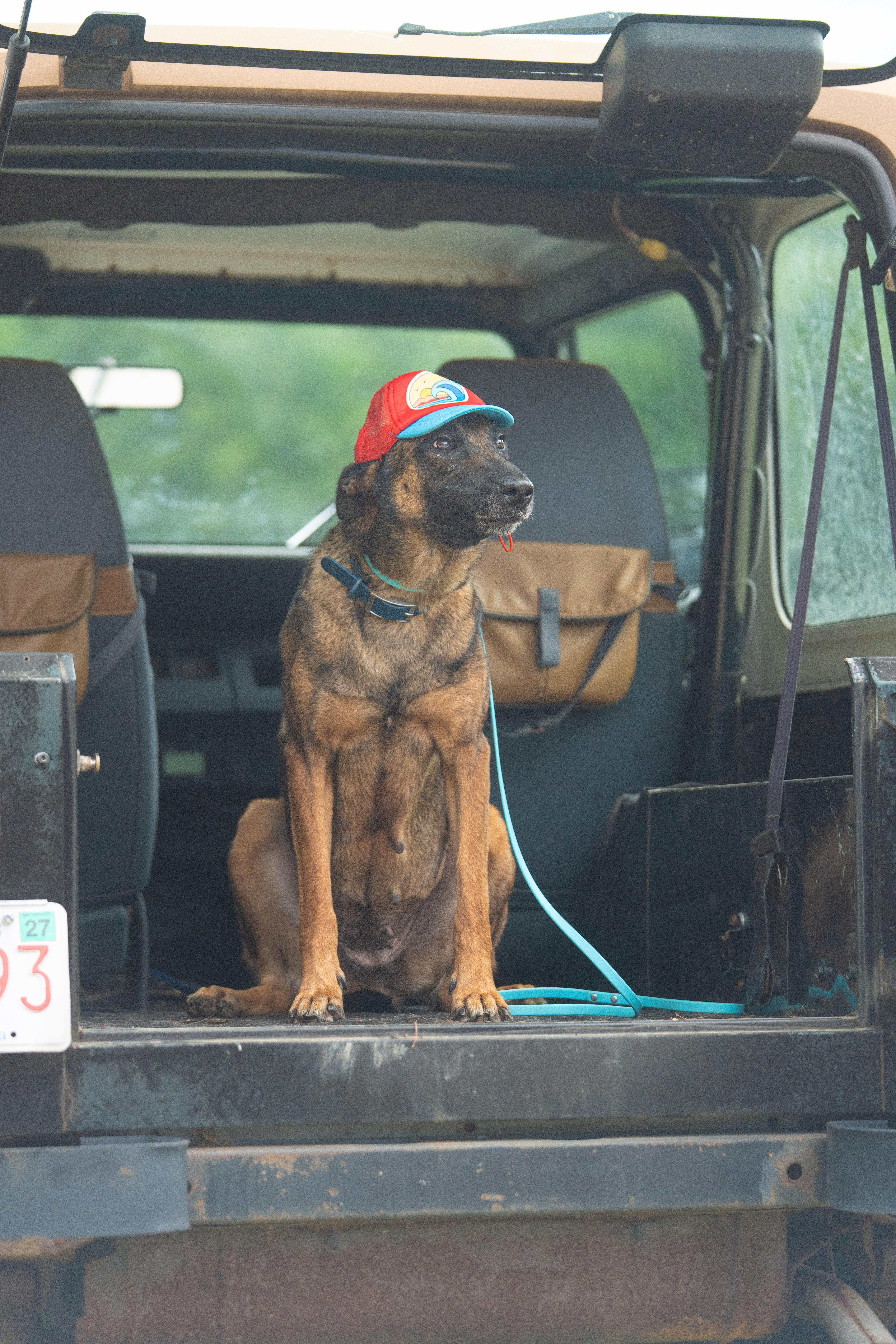 Enlarge Stevie, an adopted Belgian Shepherd / Malinois in Duxbury, MA image 1/3