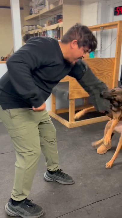 Enlarge Stevie, a Adoptable Belgian Shepherd / Malinois in Duxbury, MA video 2/3