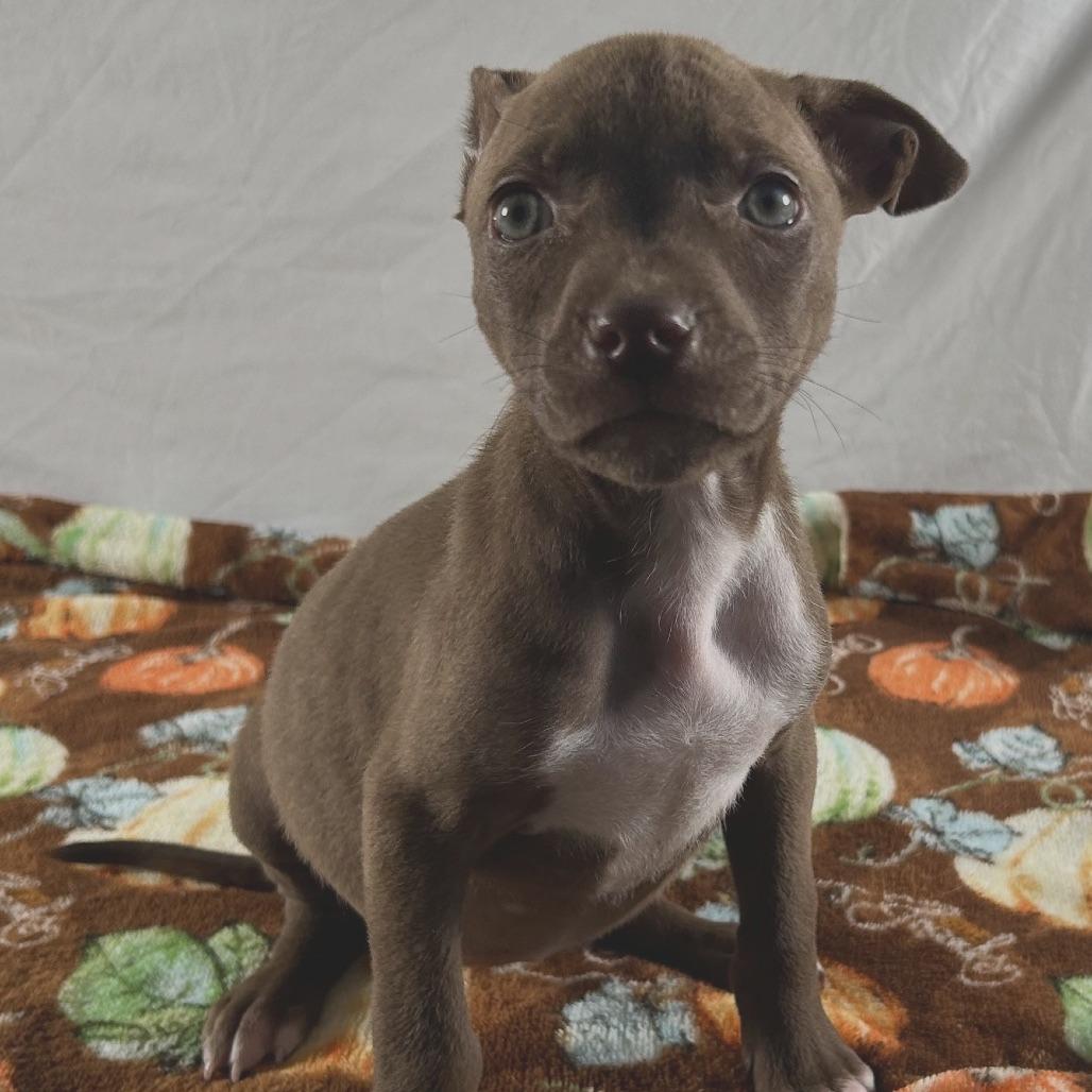 Hermione, Adoptable, Puppy Female Terrier.