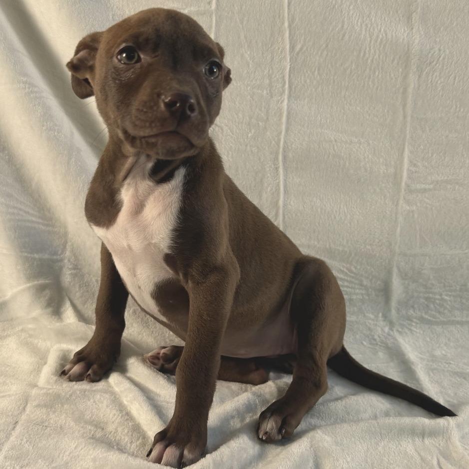 Enlarge Hermione, a Adoptable Terrier in Johnson City, TN image 2/6