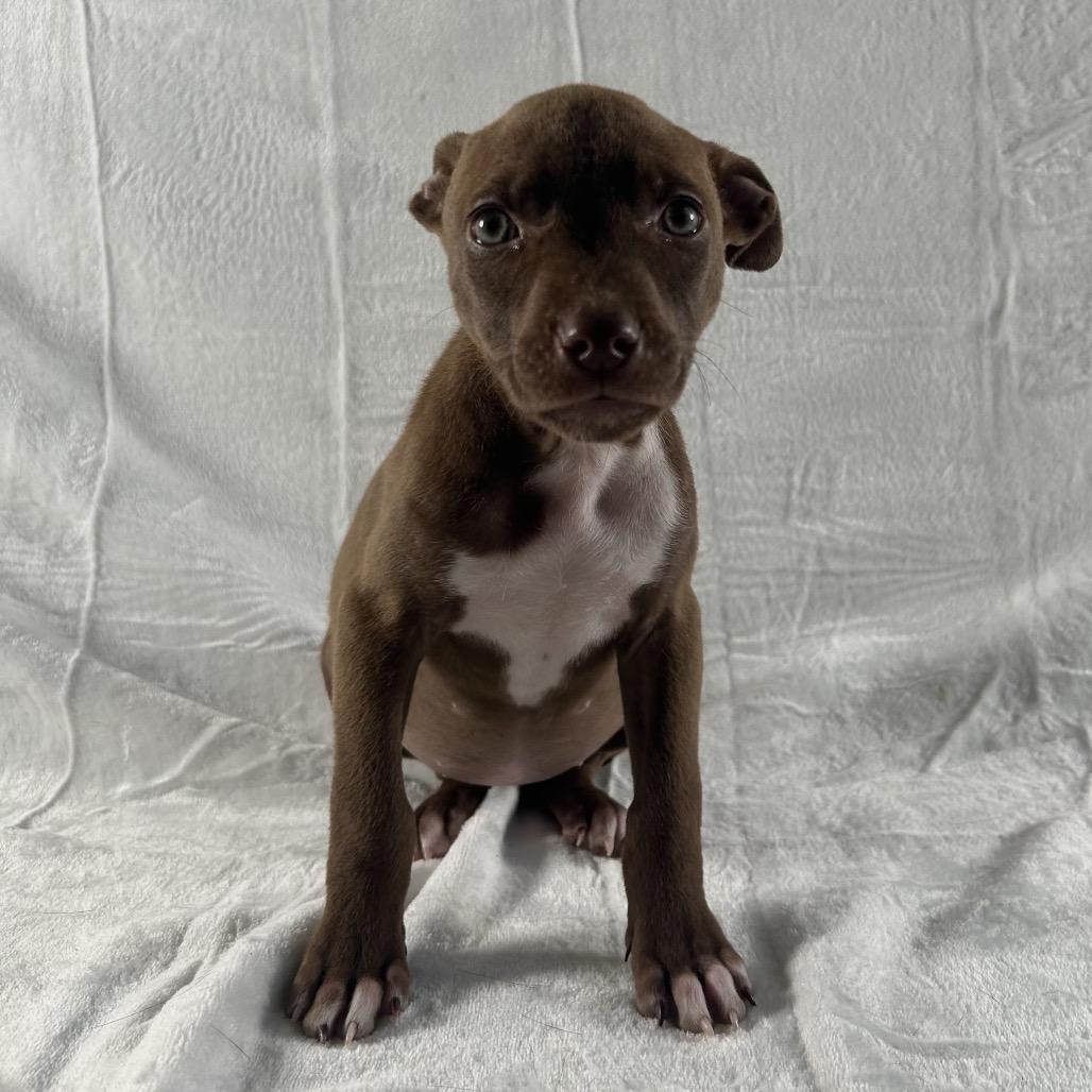 Enlarge Hermione, a Adoptable Terrier in Johnson City, TN image 3/6