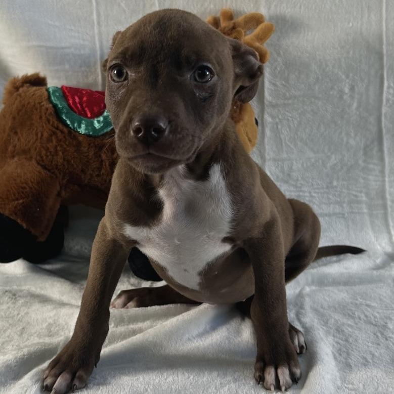 Enlarge Hermione, a Adoptable Terrier in Johnson City, TN image 4/6