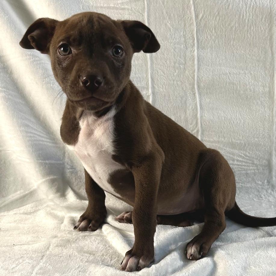 Enlarge Hermione, a Adoptable Terrier in Johnson City, TN image 5/6