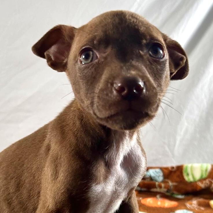 Enlarge Hermione, a Adoptable Terrier in Johnson City, TN image 6/6