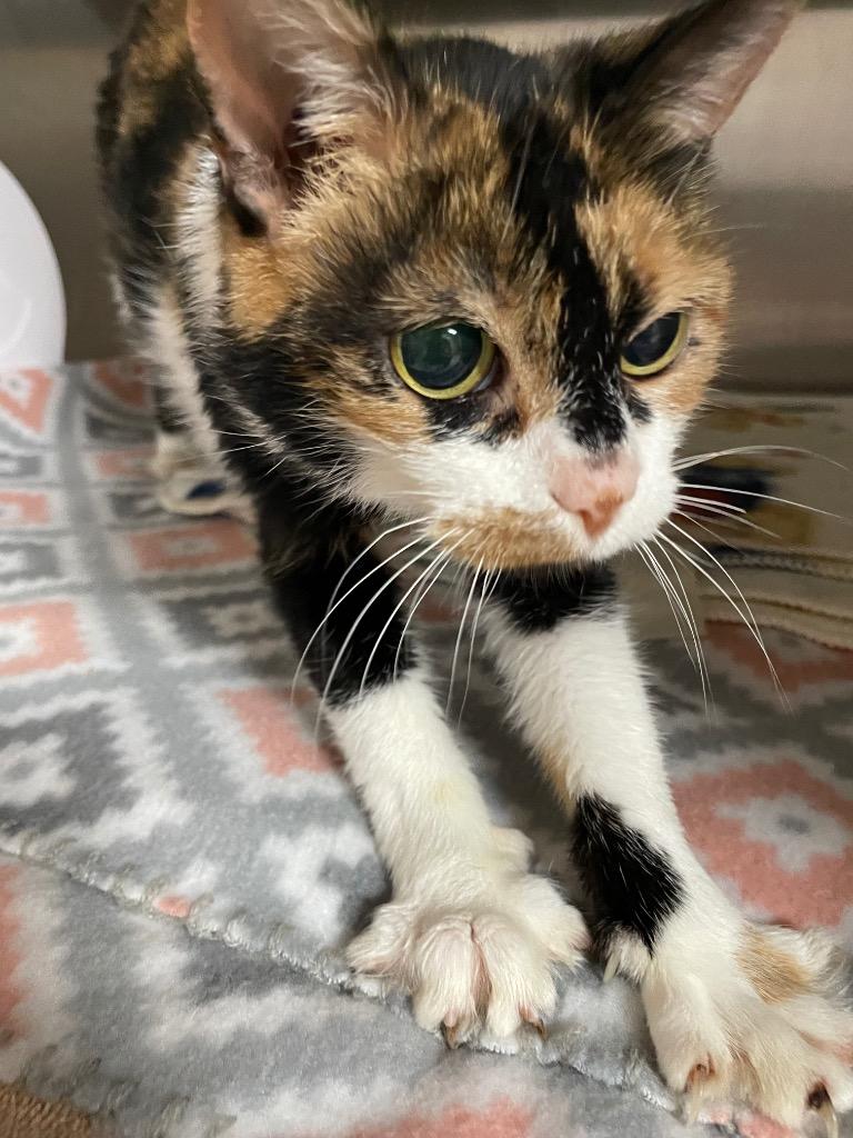 Maple, Adoptable, Young Female Domestic Short Hair.