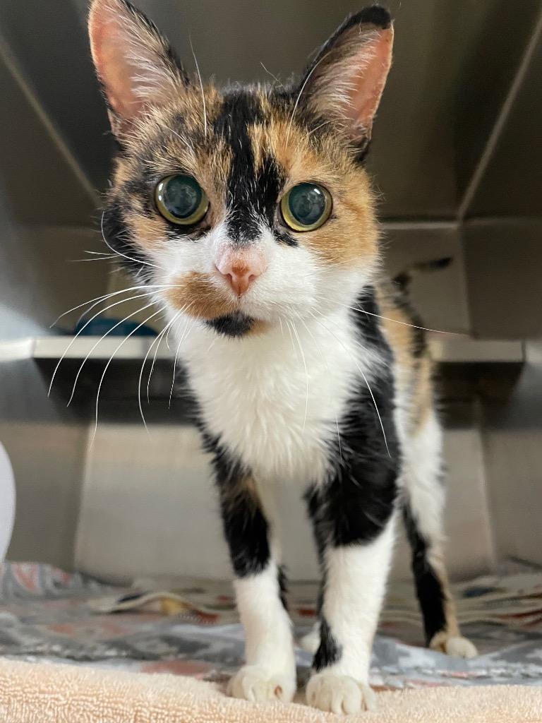 Maple, Adoptable, Young Female Domestic Short Hair.