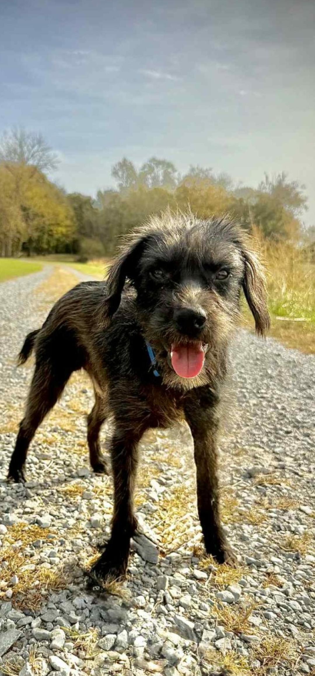 ROCCO, Adoptable, Adult Male Schnauzer & Poodle.
