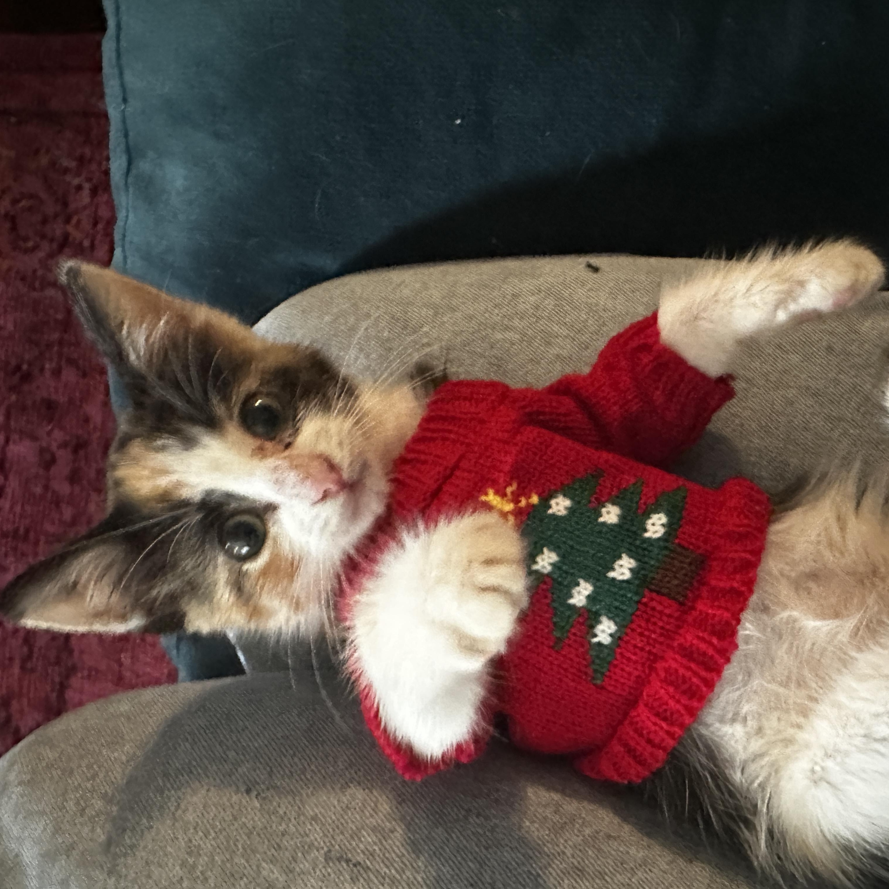 Enlarge Oakly, an adopted Calico in Fort Worth, TX image 5/6