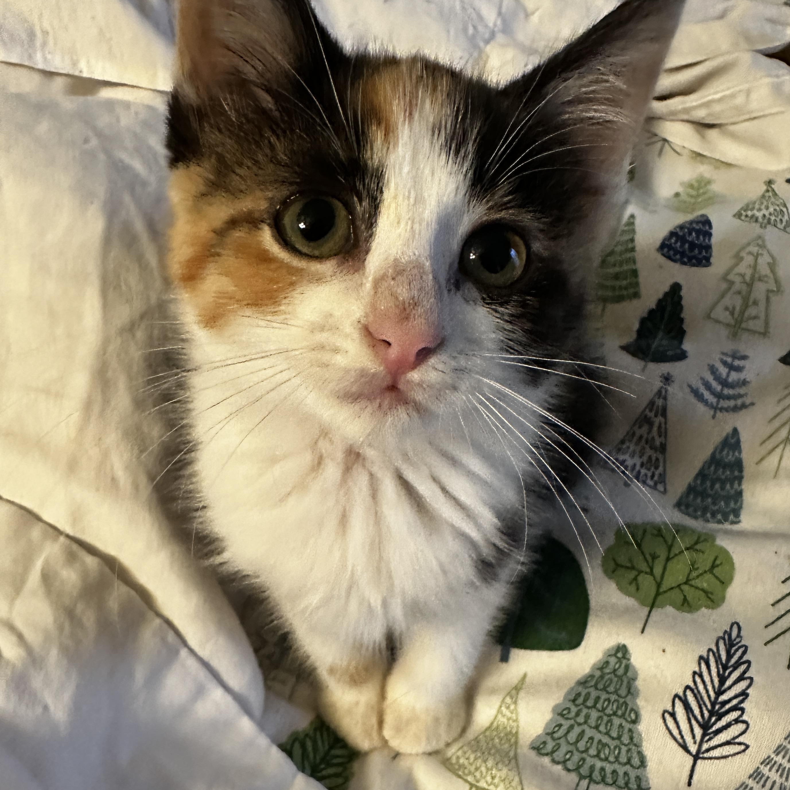 Enlarge Oakly, an adopted Calico in Fort Worth, TX image 6/6