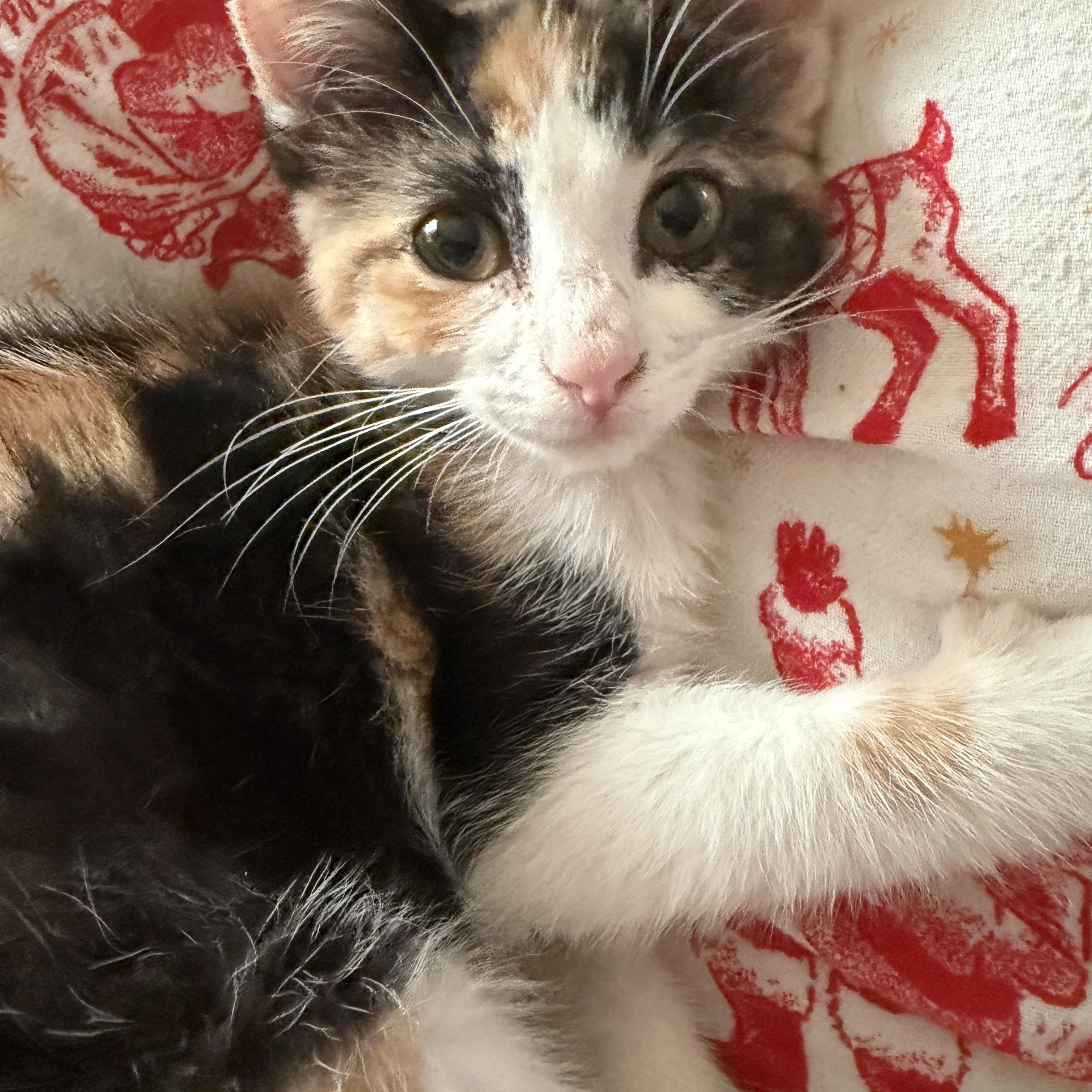 Enlarge Oakly, an adopted Calico in Fort Worth, TX image 3/6