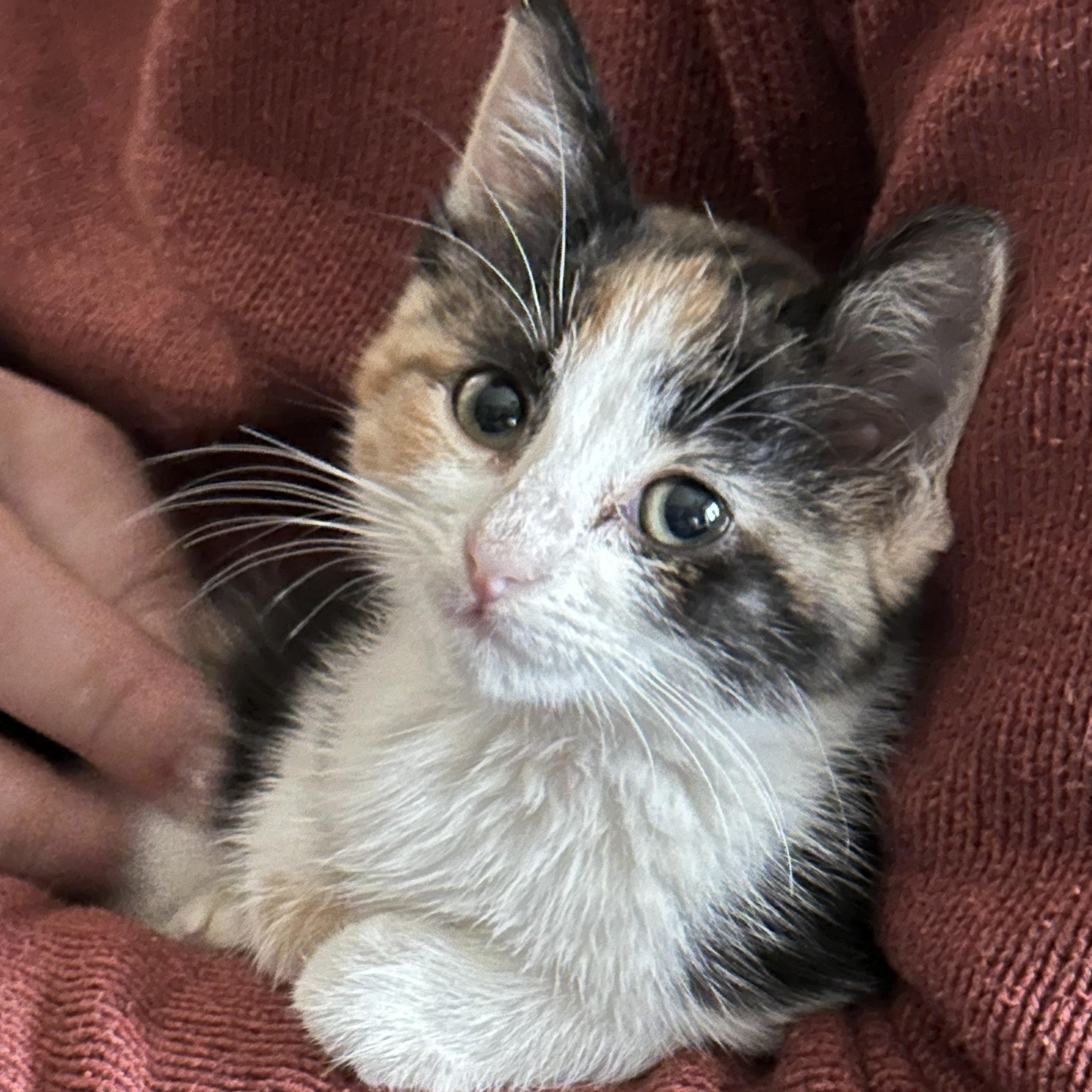 Enlarge Oakly, an adopted Calico in Fort Worth, TX image 1/6