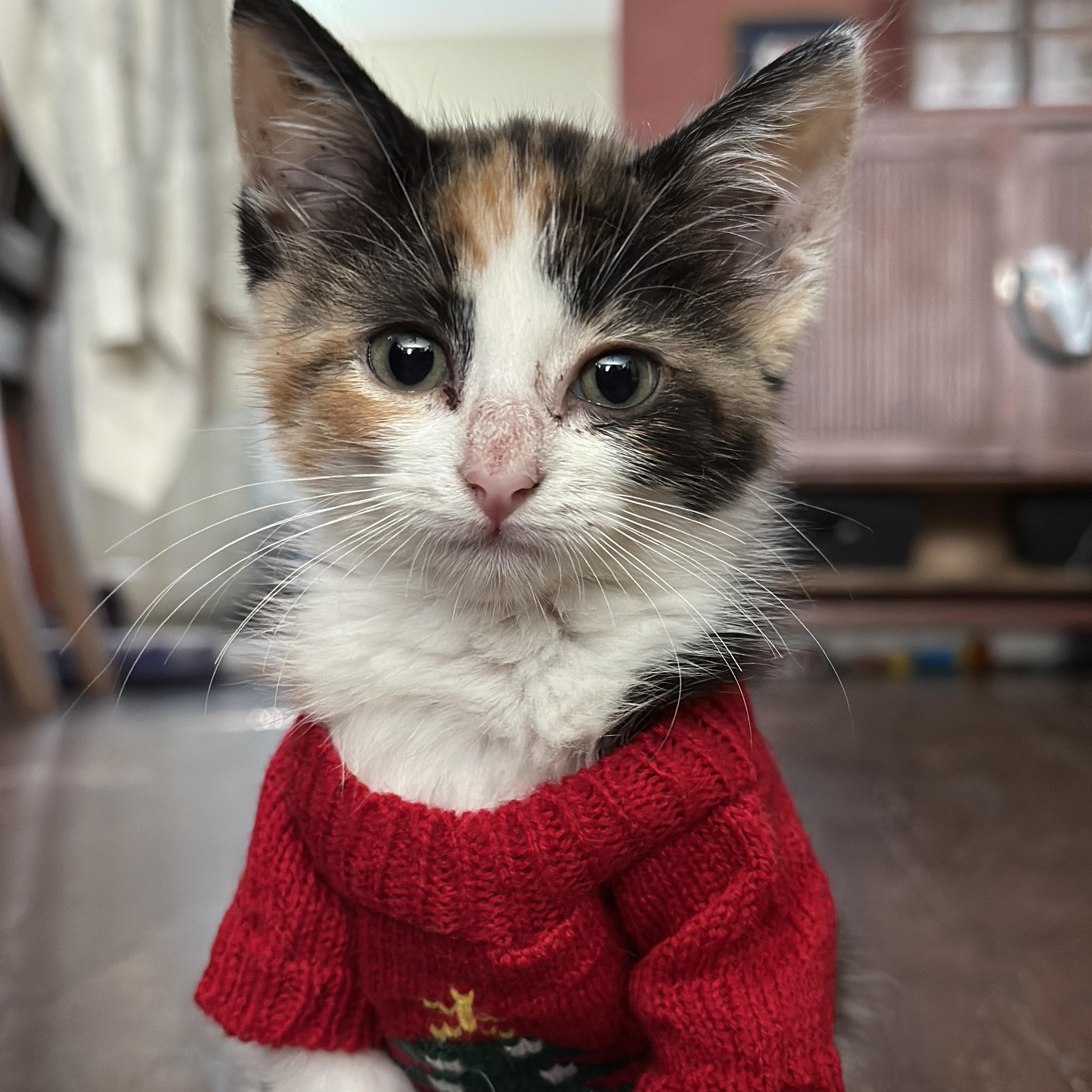 Enlarge Oakly, an adopted Calico in Fort Worth, TX image 2/6