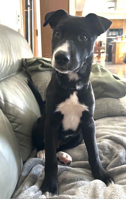 **COLBY**, Adoptable, Puppy Male Australian Cattle Dog / Blue Heeler.